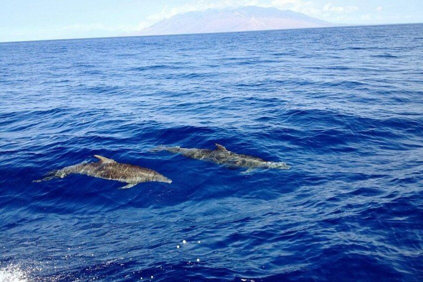 Two dolphins swimming in the ocean with a mountain in the background. 5