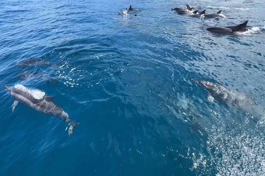 3 Hour Turtle Town Snorkel and Whale Watch Tour in Kihei 3