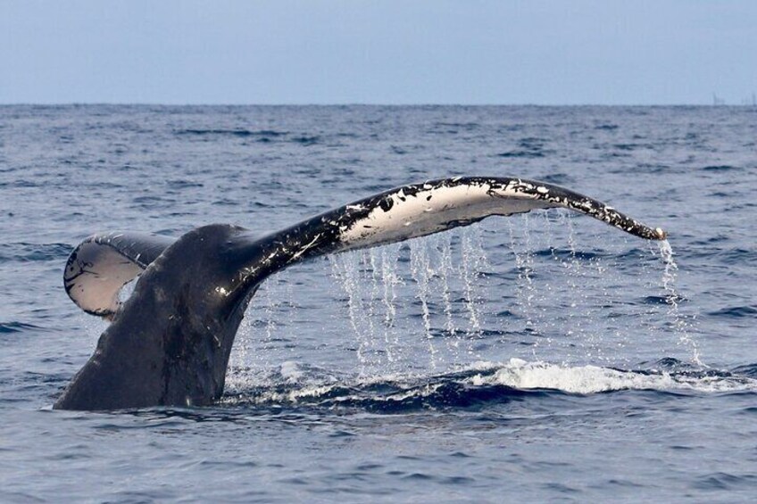 A whale breaching with its tail flukes visible above the water. 1