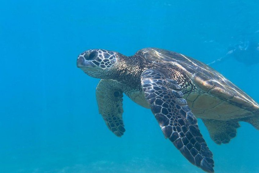 3 Hour Turtle Town Snorkel and Whale Watch Tour in Kihei 2