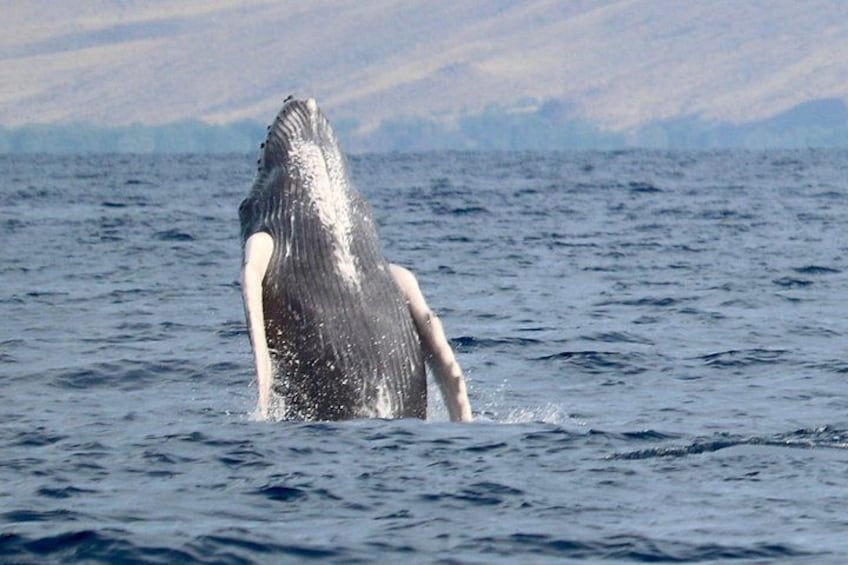 Endangered Humpback Whales visit Maui every year. 4