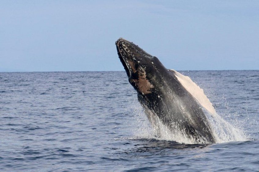The breaching whale is an awesome sight to behold. 5