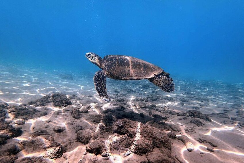 A sea turtle swimming near the ocean floor. 4