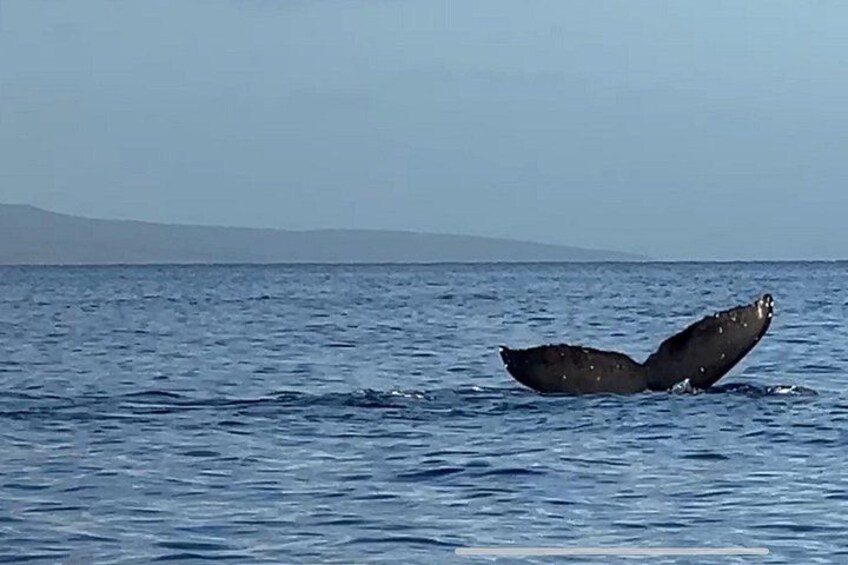 A whale's tail breaching the ocean surface. 2