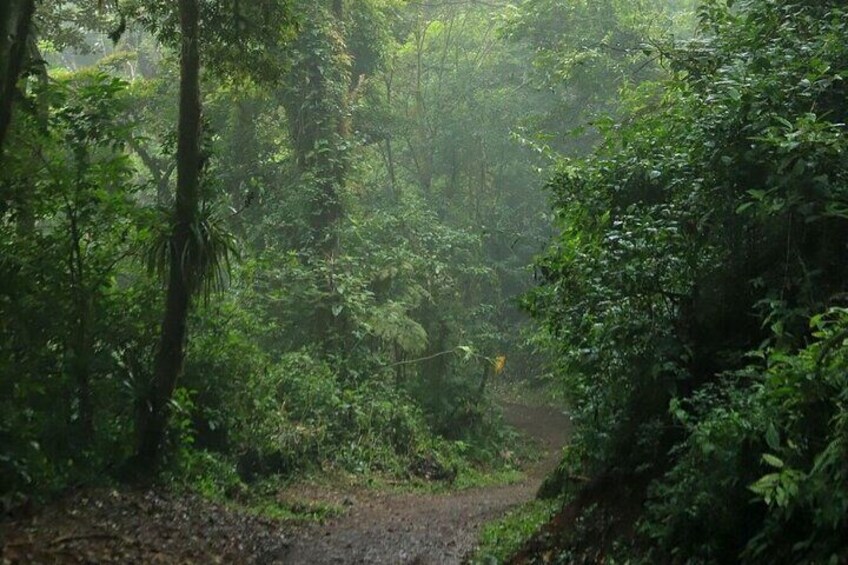 A forested area with dense vegetation and a dirt path. 5