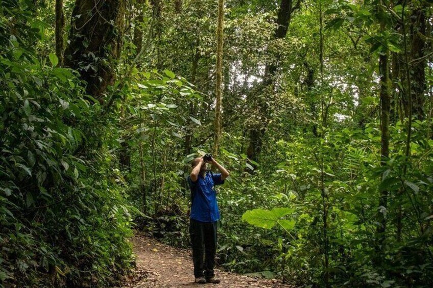 A person taking a photograph in a dense forest. 1