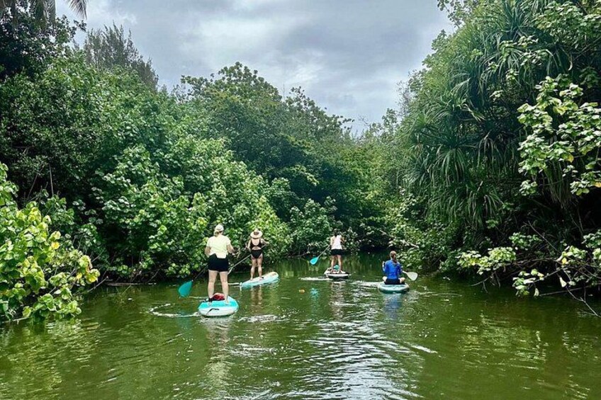 People paddleboarding in a forested river. 3