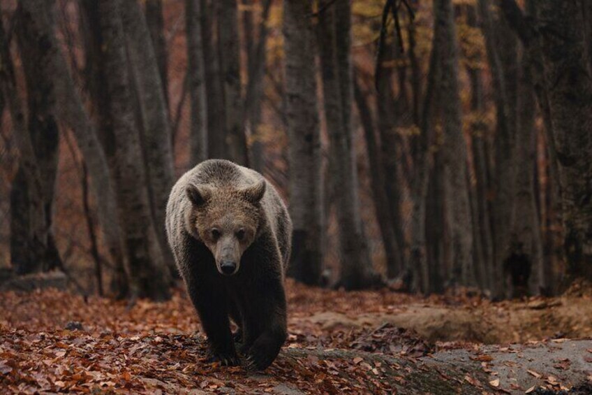 Un ours se promène dans une forêt où les feuilles mortes jonchent le sol. 5