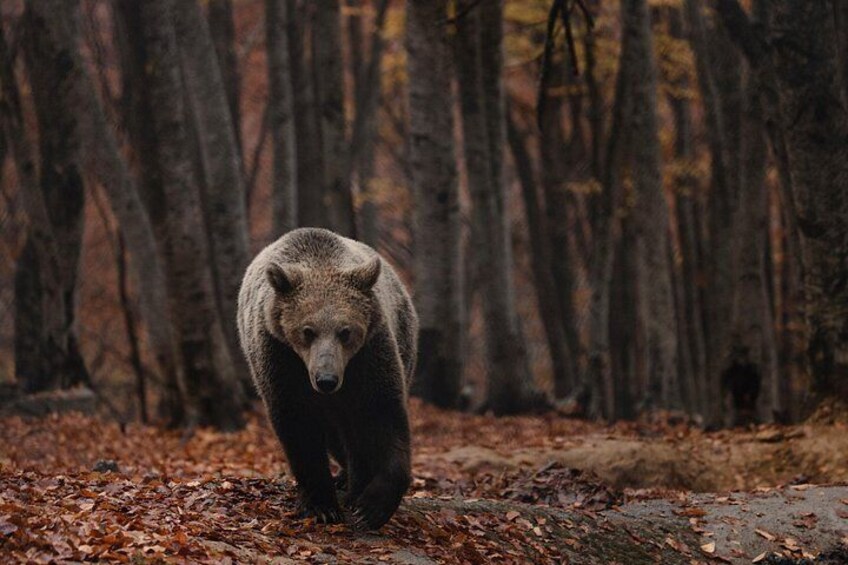 A bear walking through a forest with fallen leaves on the ground. 5