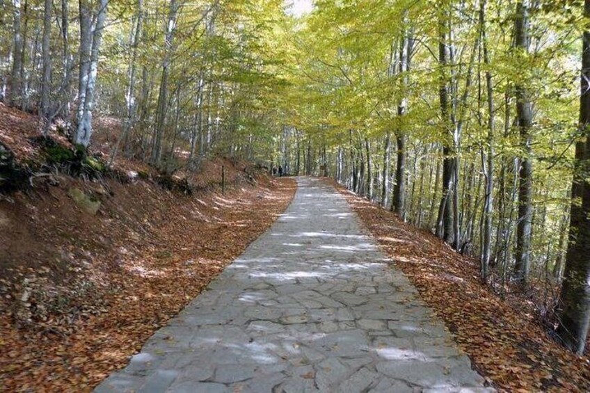 A stone pathway through a forest with trees on both sides. 3
