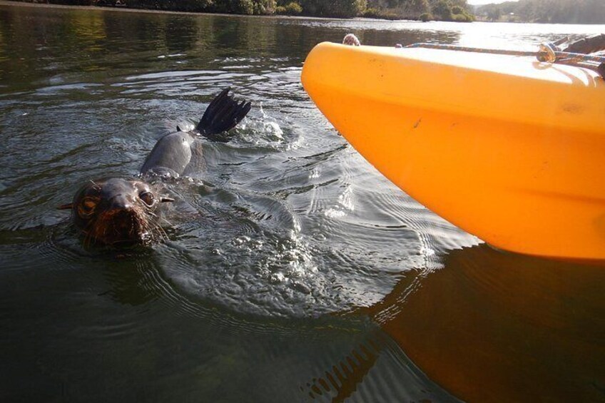 A seal swimming in water with a yellow boat nearby. 4