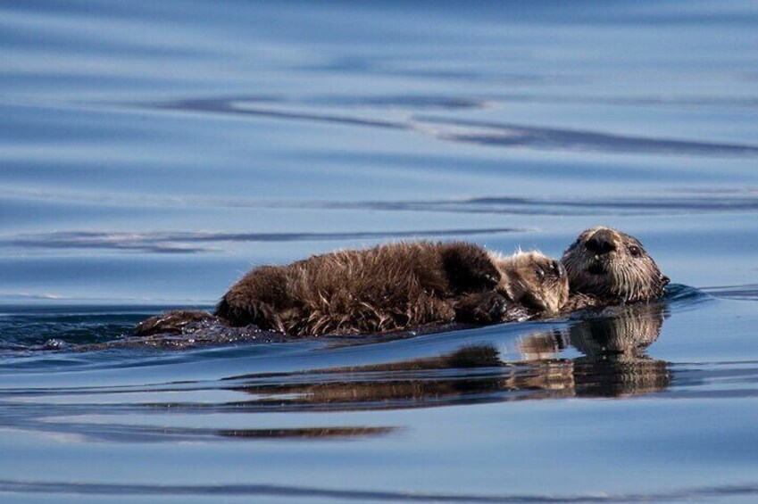 Twee otters drijven op kalm water. 2