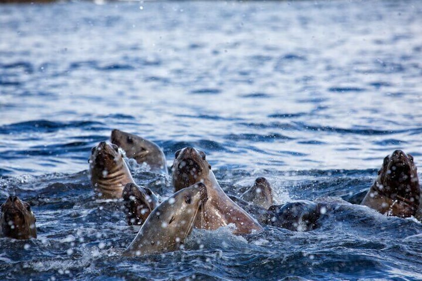 Een groep zeehonden zwemt in de oceaan. 4