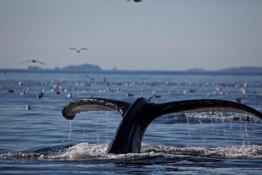 De staart van een walvis breekt het wateroppervlak, met vogels op de achtergrond. 3