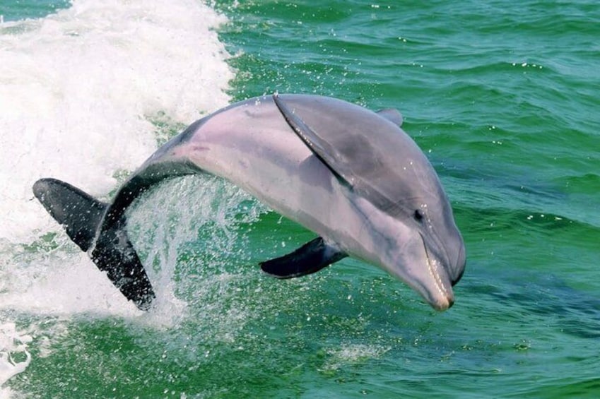 Destin Dolphin Watching and Sunset Cruise 1