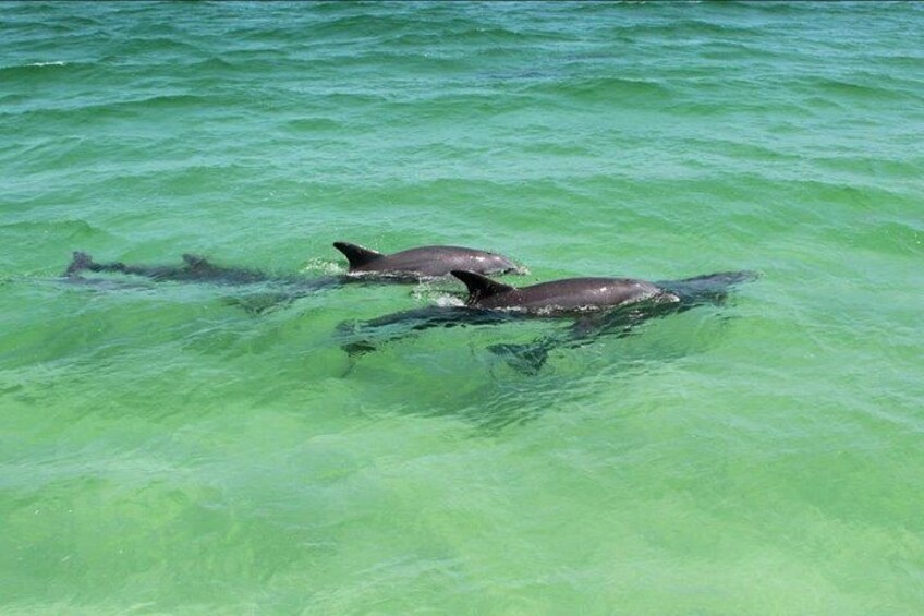 Destin Dolphin Watching and Sunset Cruise 2