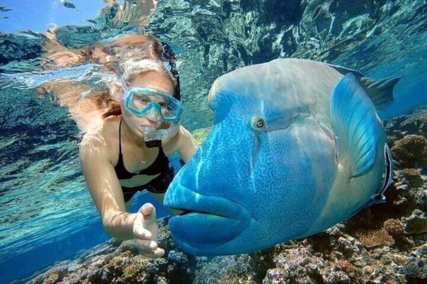 A person snorkeling underwater with a large fish. 5