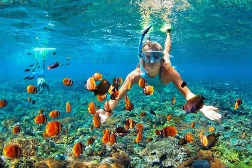 A person snorkeling underwater surrounded by orange fish. 4