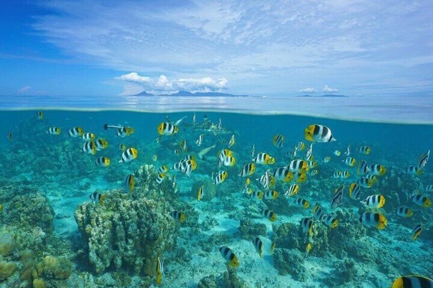 Una barriera corallina con diverse specie di pesci che nuotano intorno. 3