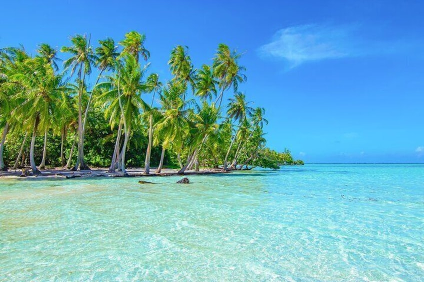 Una spiaggia con acque turchesi cristalline e palme. 1