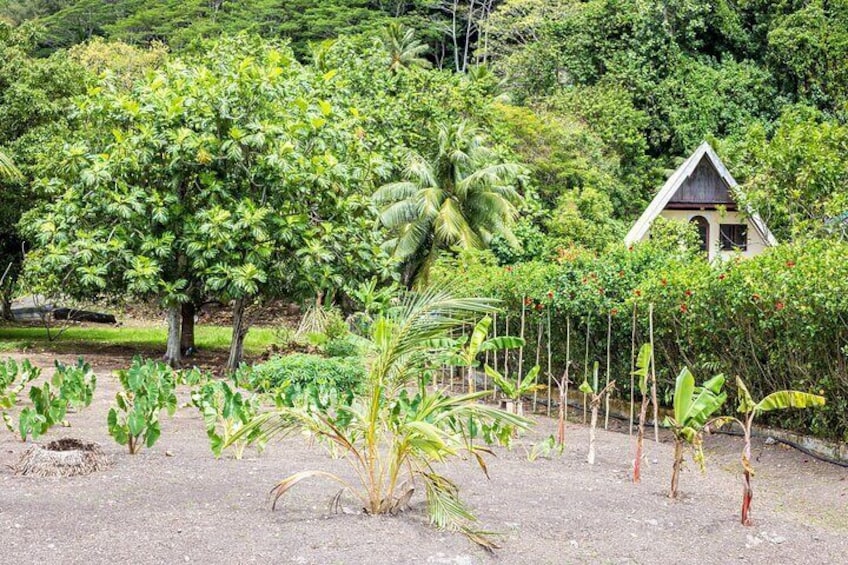 Un giardino con diverse piante, una piccola casa e una collina alberata. 2