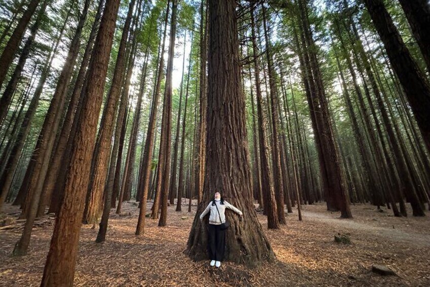 Una persona de pie en un bosque de árboles altos. 1