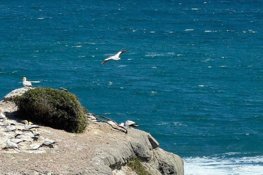 A rocky coastline with birds perched on the rocks and a seagull flying over the water. 5