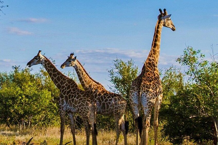 Trois girafes se tiennent dans une zone herbeuse, avec des arbres en arrière-plan. 2