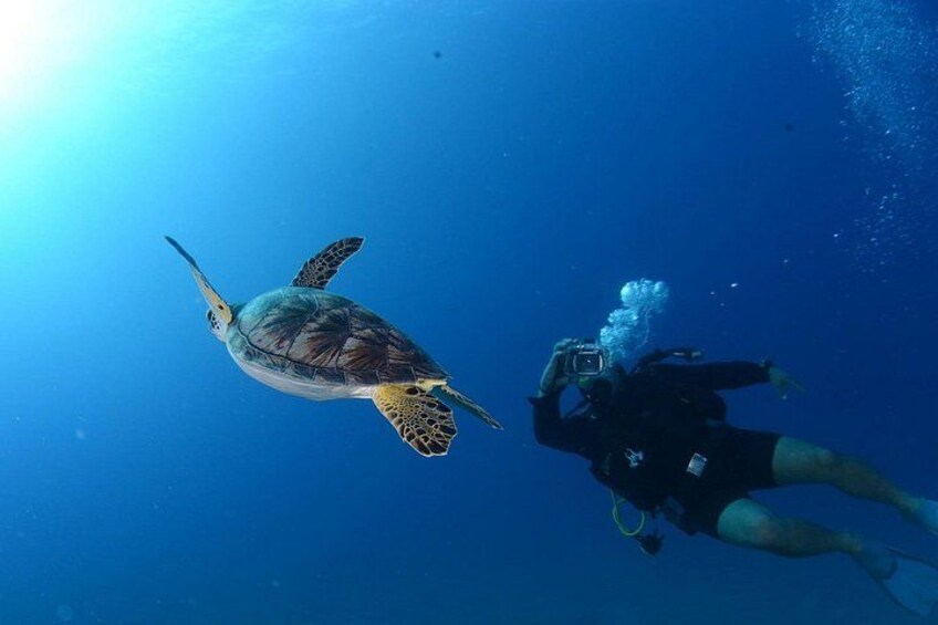 A diver and a sea turtle swimming in the ocean. 5