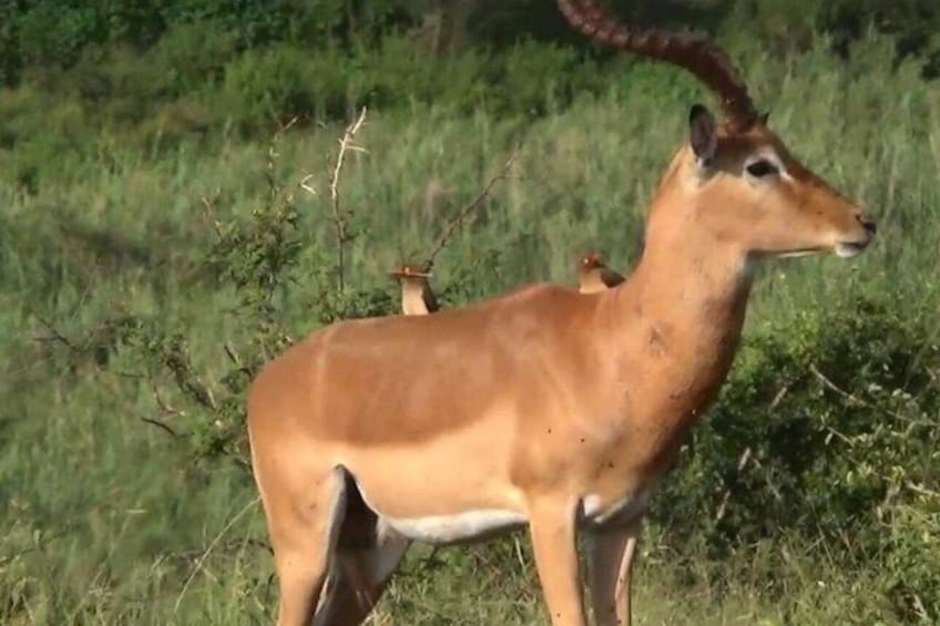 A deer with a curved horn standing in a grassy field. 4