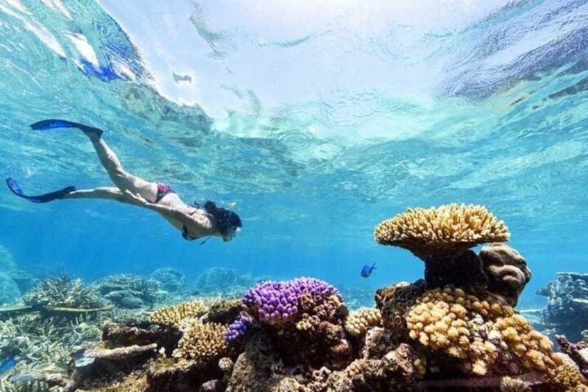 A diver swimming underwater with coral formations. 1