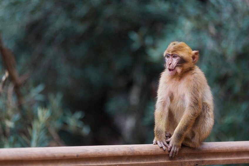 A monkey sitting on a wooden railing with a blurred green background. 2