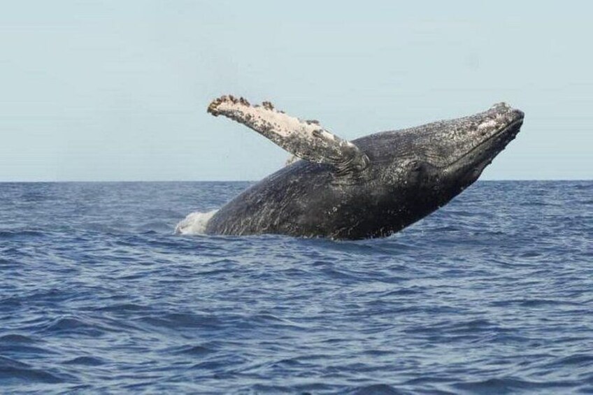 A whale breaching with its tail flukes visible above the water. 2