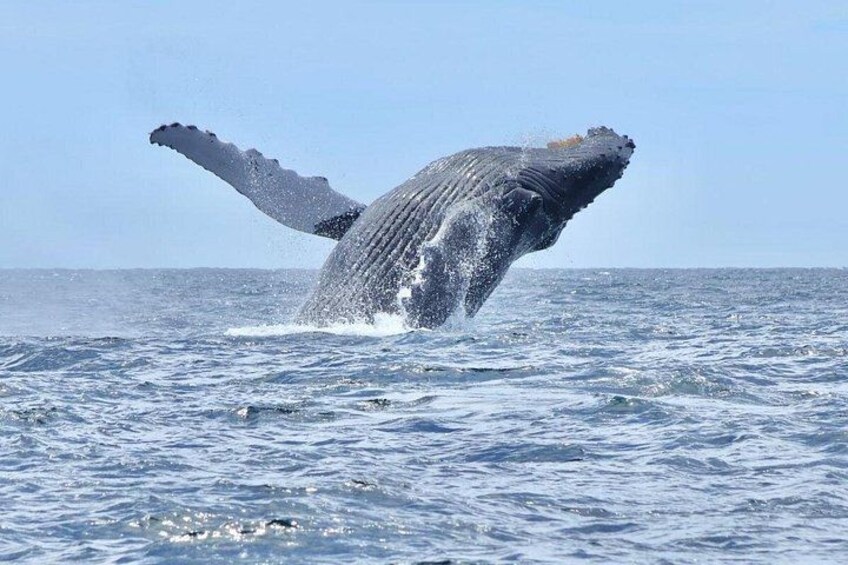 A humpback whale breaching the ocean surface. 3