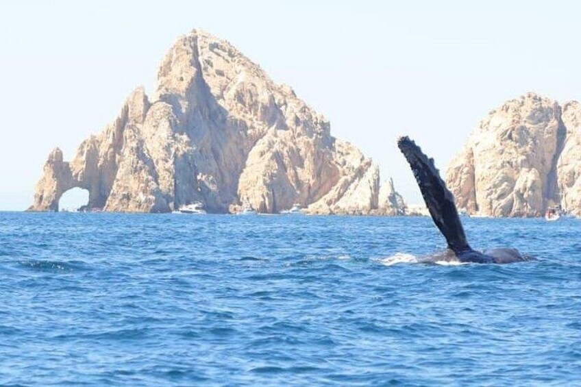 A whale breaching with a visible tail, rocky cliffs in the background, and calm sea. 4