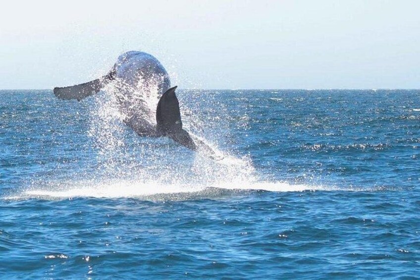 A whale breaching the ocean surface. 5