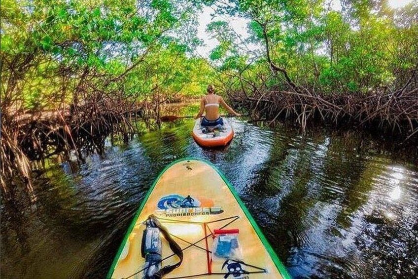 Mangroves on ECO Paddle 2