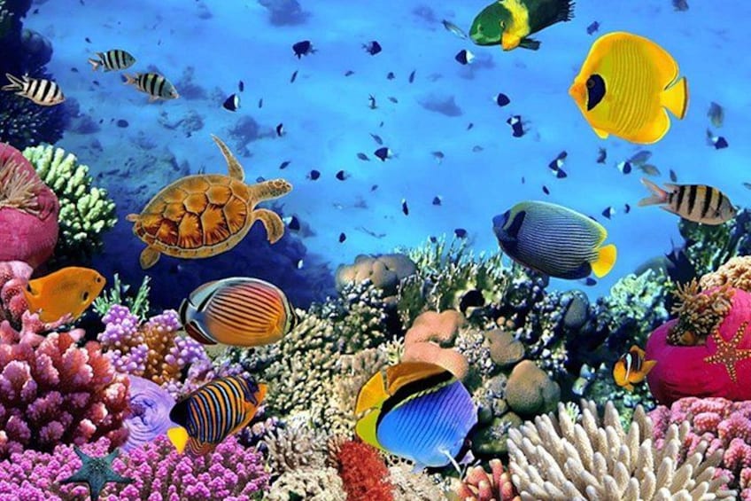 Havelock Coral Experience: Semi-Submarine and Radhanagar Beach 4