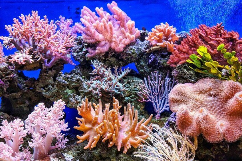 Havelock Coral Experience: Semi-Submarine and Radhanagar Beach 2