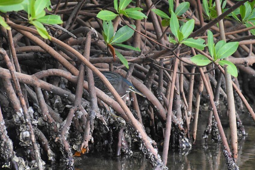 Mangrove roots and green leaves in a waterlogged area. 2