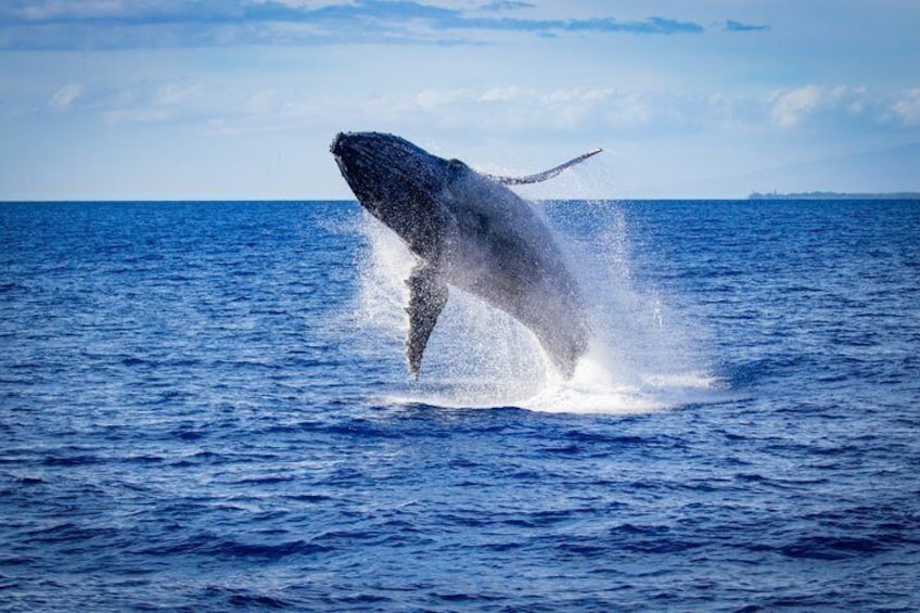 A whale breaching the ocean surface. 1