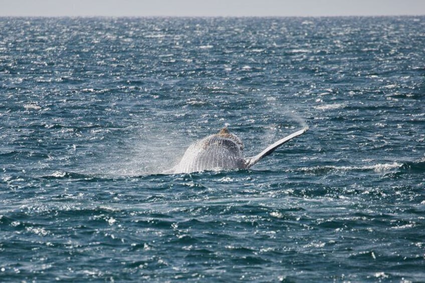 A whale breaching the ocean surface. 3