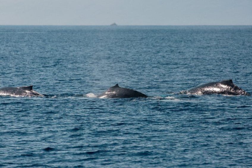 Three whales breaching the ocean surface. 2