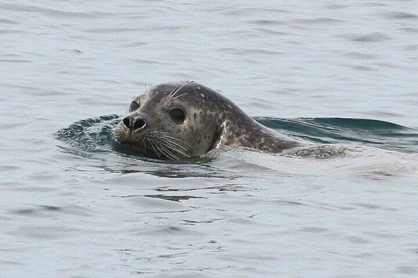 A seal swimming in the water. 5