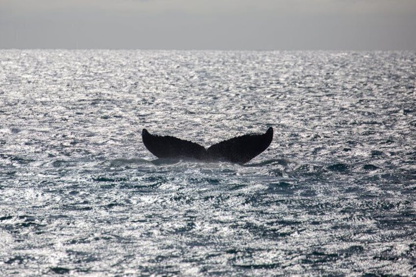 A whale's tail above the water. 4