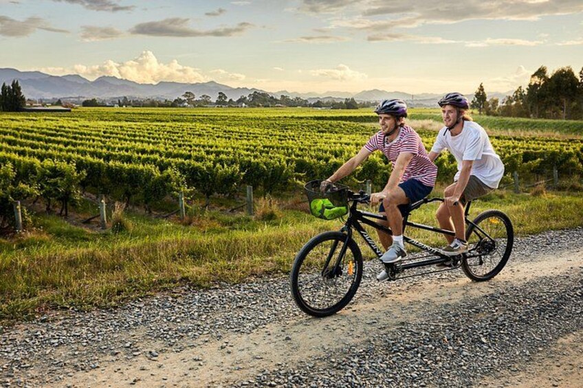Twee personen fietsen op een gravelpad door een wijngaard met rijen druivenstokken. 3