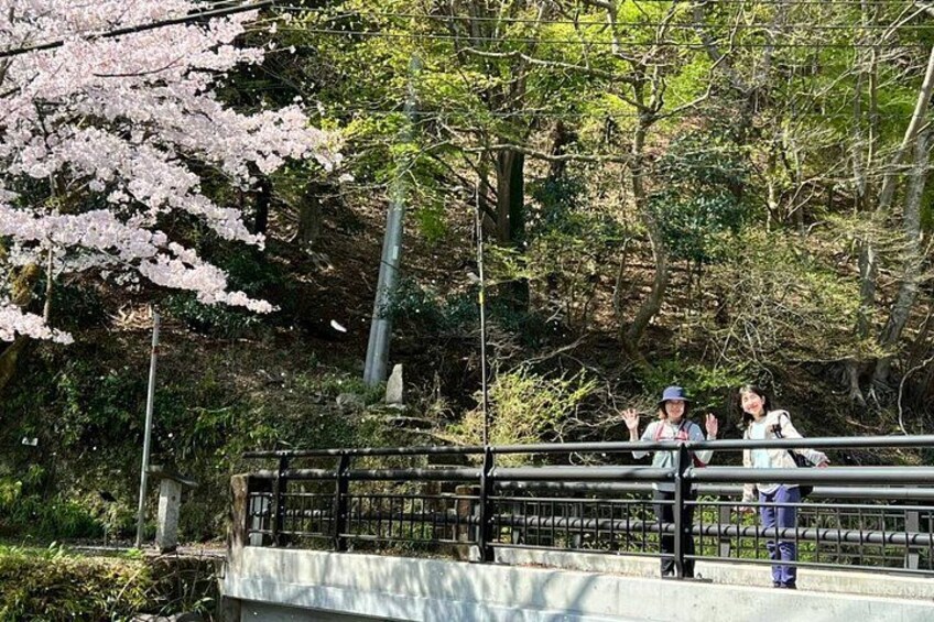Un pont bordé de cerisiers en fleurs et une zone boisée. 2