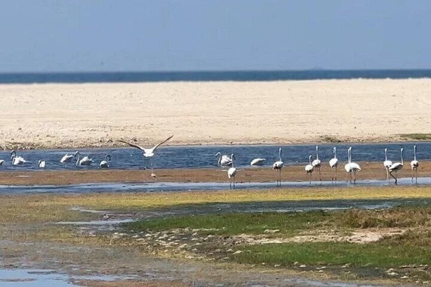 Ein Strand mit Möwen und einer Schar weißer Vögel, vermutlich Pelikane, nahe der Wasserlinie. 2