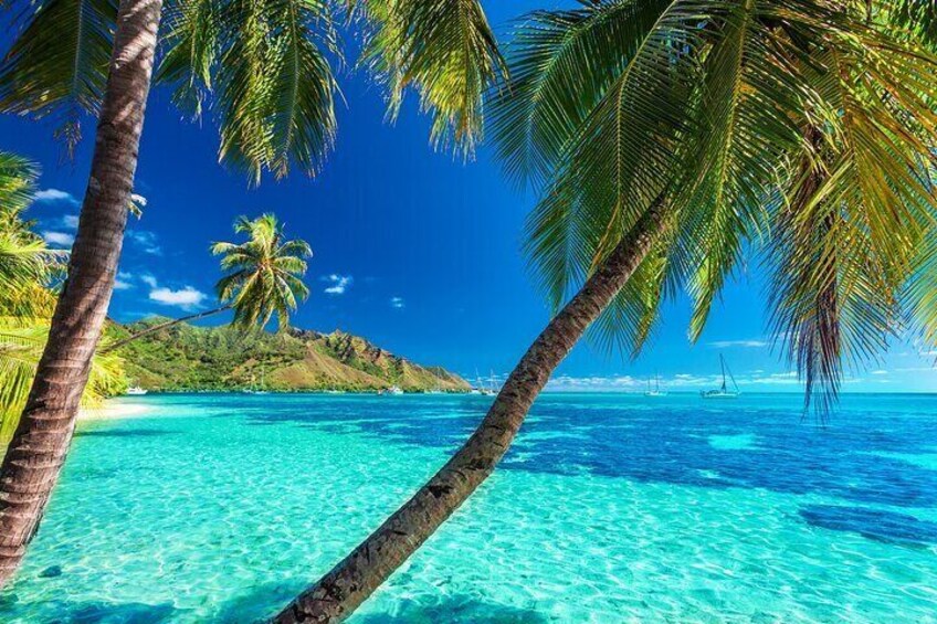 Una playa con agua turquesa cristalina, palmeras y una isla distante. 5
