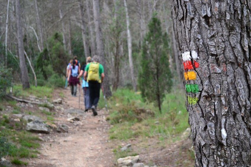 Sendero en un bosque con excursionistas y un árbol con marcas de colores. 2